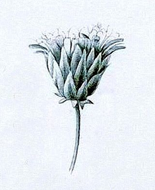 <i>Sonchus berteroanus</i> Species of flowering plant