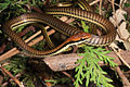 Dendrelaphis luzonensis