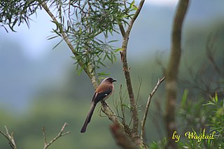 <i>Dendrocitta</i> Genus of birds