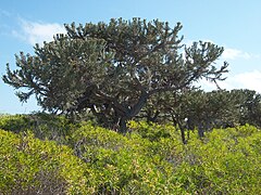 Euphorbia stenoclada