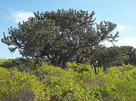 Euphorbia stenoclada