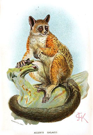 <span class="mw-page-title-main">Squirrel galago</span> Species of primate