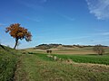 Malgré l'agriculture intensive, il subsiste au milieu des champs quelques collines formant une mosaïque bigarrée de prairies et de forêts.