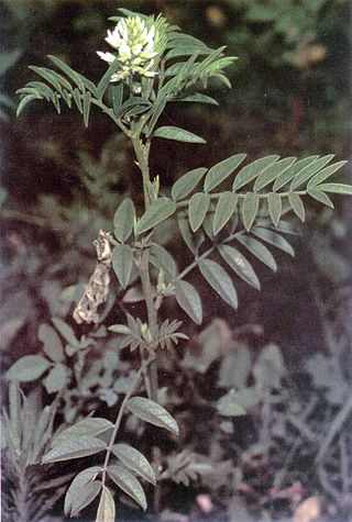 <i>Glycyrrhiza lepidota</i> Species of legume