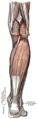 Muscles of the back of the leg. Superficial layer.