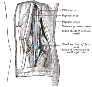 <span class="mw-page-title-main">Popliteal artery</span> Continuation of the femoral artery that supplies the lower leg