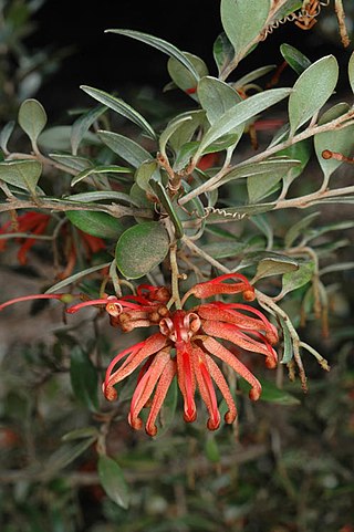 <i>Grevillea brevifolia</i> Species of plant in the family Proteaceae native to Victoria and New South Wales in Australia