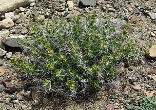 <i>Lagochilus</i> Genus of flowering plants