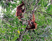 Orangutans are the least social of the great apes. Leuser-orangs 09N8683.jpg