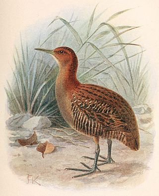 <i>Lewinia</i> Genus of birds