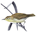 Swainson's warbler