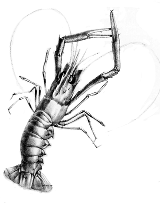 <i>Metanephrops challengeri</i> Species of crustacean