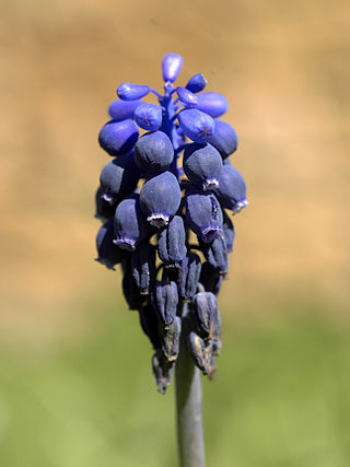 <i>Muscari neglectum</i> Species of flowering plant in the family Asparagaceae