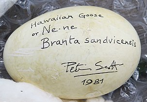 Egg signed by Peter Scott