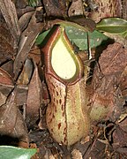 Nepenthes rhombicaulis