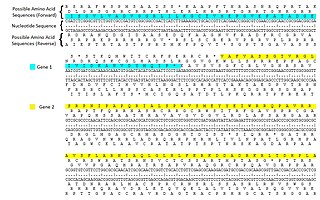 <span class="mw-page-title-main">Reading frame</span> Division of RNA/DNA sequences into sets of triplets which correspond to amino acids