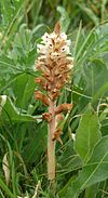 Orobanche picridis 210614.jpg