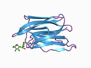 <span class="mw-page-title-main">Jacalin-like lectin domain</span>