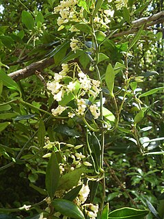 <i>Parsonsia</i> Genus of flowering plants