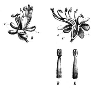 <i>Peltogyne</i> Genus of flowering plants in the family Fabaceae