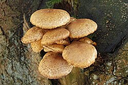 Pörhösuomuhelokka (Pholiota squarrosa)