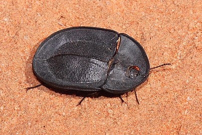 Pie dish beetle, Helea sp. in Australia