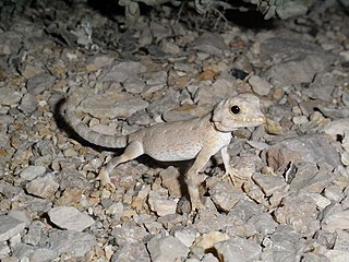 <i>Pristurus carteri</i> Species of lizard