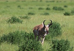 Pronghorn on the National Elk Refuge (52187042235).jpg