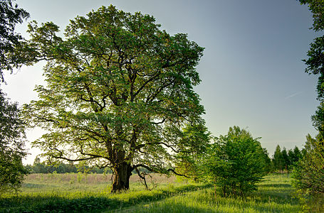 Rookse elm (Ulmus laevis) at Võnnu parish by Amadvr