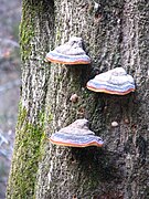 Fomitopsis pinicola