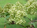 Sambucus racemosa flowers