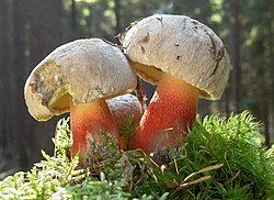 Gražiakotis baravykas (Boletus calopus)