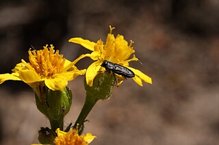 <i>Senecio integerrimus</i> Species of flowering plant