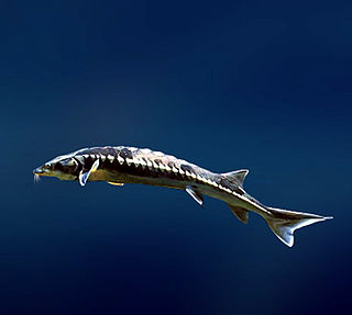 <span class="mw-page-title-main">Bastard sturgeon</span> Species of fish