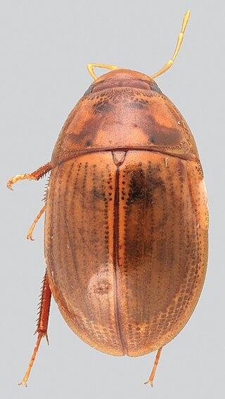 <i>Sindolus</i> Genus of beetles