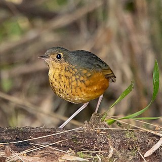 <span class="mw-page-title-main">Speckle-breasted antpitta</span> Species of bird