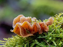 Striegeliger Schichtpilz im Bruderwald in Bamberg