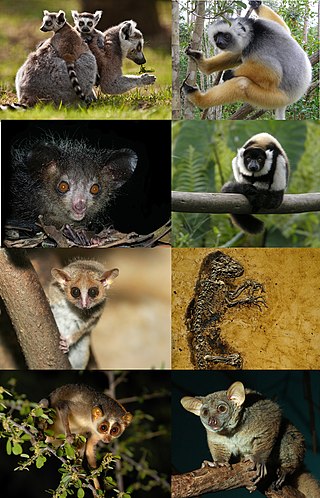 <span class="mw-page-title-main">Strepsirrhini</span> Suborder of primates