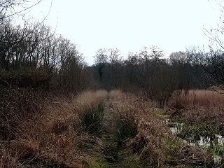 <span class="mw-page-title-main">Sweet Track</span> Ancient causeway in the Somerset Levels, England