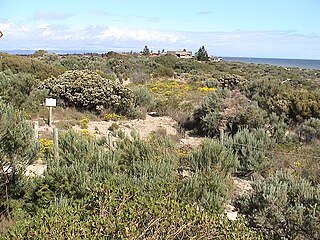 <span class="mw-page-title-main">Tennyson, South Australia</span> Suburb of Adelaide, South Australia