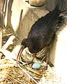 Bird with egg