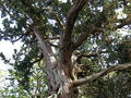 This sacred tree in Japan is 1500 years old.