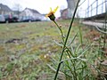 Bruchmühlbach-Miesau, Januar 2018