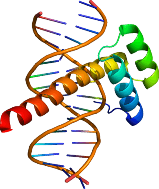 <span class="mw-page-title-main">Ultrabithorax</span> Protein-coding gene found in Drosophila melanogaster