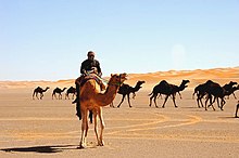 Tevék az Ad-Dahna sivatagban, az ország középső részén