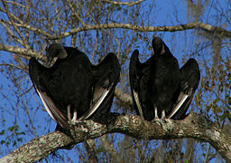 Urubu noir (Coragyps atratus)