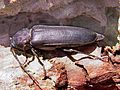 Arhopalus ferus