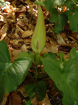 <i>Arum orientale</i> Species of plant