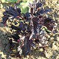 Basilikum rot frisée