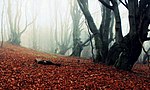 Foggy forest